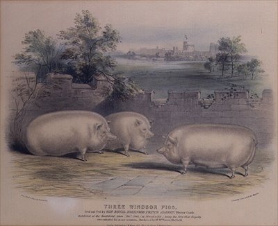 Drei preisgekrönte Schweine, gezüchtet von Prinz Albert im Windsor Castle, graviert von H. Stafford (fl.1829) 1843 von H. Strafford