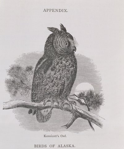 Kennicotts Eule, aus Alaska and its Resources, von William H. Dall, graviert von H. H. Nicholls, veröffentlicht 1870 von H. W., Elliot