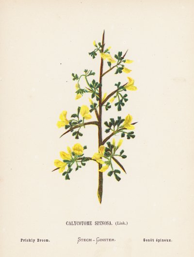 Wildblumen des Heiligen Landes: Calycotome Spinosa, Dorniger Ginster von Hannah Zeller