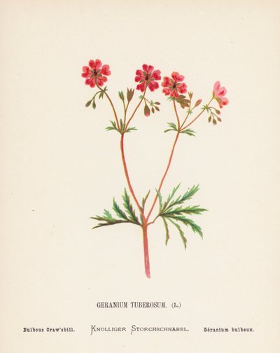 Wildblumen des Heiligen Landes: Geranium Tuberosum; Knolliger Storchschnabel (farbige Gravur) von Hannah Zeller