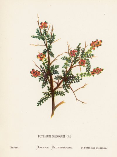 Wildblumen des Heiligen Landes: Poterium Spinosum; Wiesenknopf von Hannah Zeller
