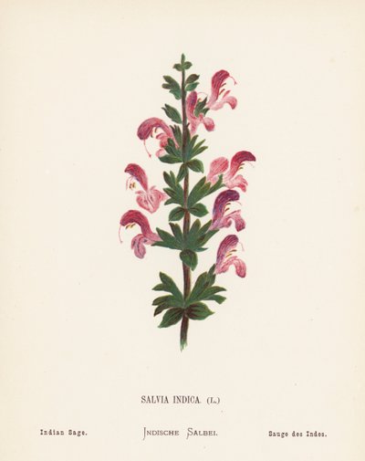 Wildblumen des Heiligen Landes: Salvia Indica, Indischer Salbei von Hannah Zeller