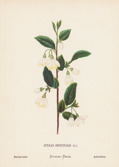 Wildblumen des Heiligen Landes: Styrax Officinalis; Storaxbaum von Hannah Zeller