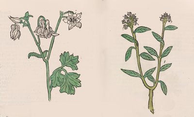 Herbarius - Gart der Gesundheit - Hortus sanitatis, 1485 von Hans Schönsperger