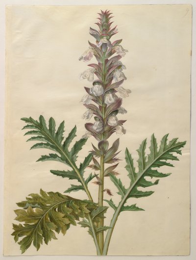 Acanthus mollis aus dem Album Gottorfer Codex von Hans Simon Holtzbecher