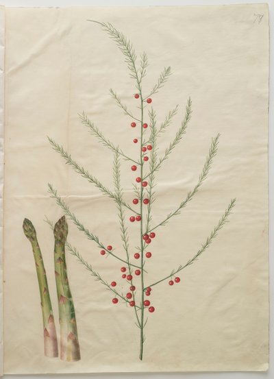 Asparagus officinalis aus dem Album Gottorfer Codex von Hans Simon Holtzbecher