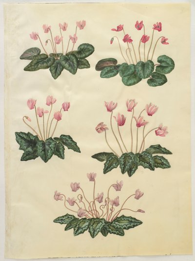 Cyclamen purprascens aus dem Album Gottorfer Codex von Hans Simon Holtzbecher