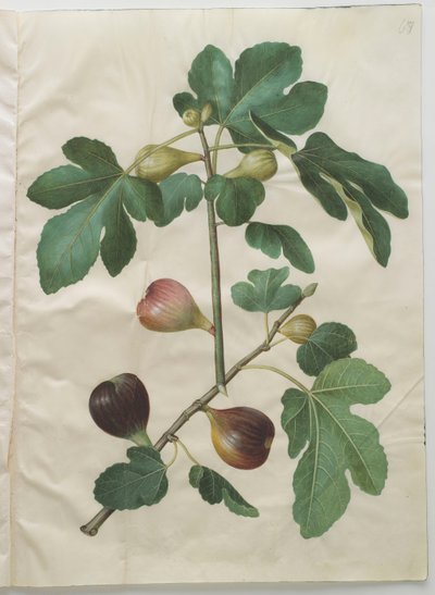 Ficus carica aus dem Album Gottorfer Codex von Hans Simon Holtzbecher