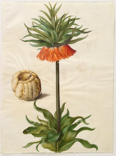 Fritilleria imperialis aus dem Album Gottorfer Codex von Hans Simon Holtzbecher