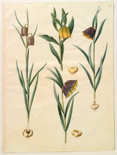 Fritilleria meleagris aus dem Album Gottorfer Codex von Hans Simon Holtzbecher