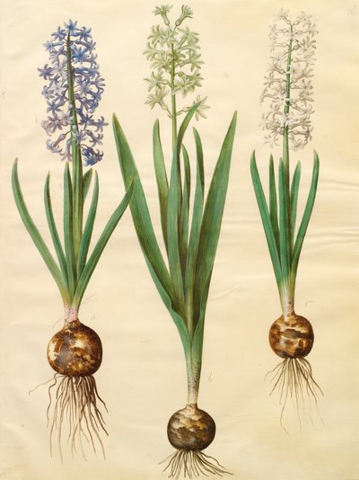 Hyacinthoides orientalis aus dem Album Gottorfer Codex von Hans Simon Holtzbecher