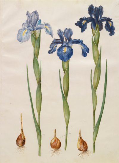 Iris xiphiodes aus dem Album Gottorfer Codex von Hans Simon Holtzbecher