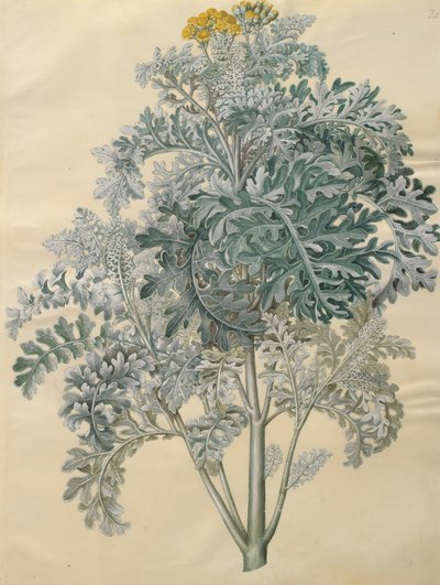 Jacobaea maritima aus dem Album Gottorfer Codex von Hans Simon Holtzbecher