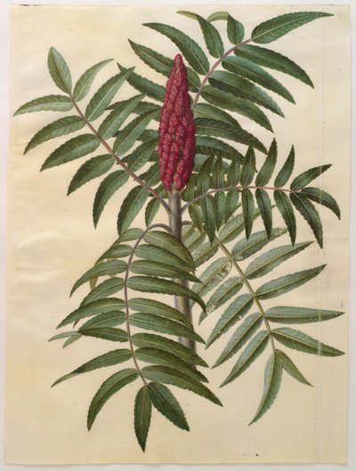 Rhus typhina aus dem Album Gottorfer Codex von Hans Simon Holtzbecher
