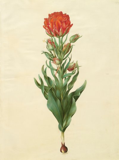 Tulipa gesneriana aus dem Album Gottorfer Codex, ca. 1650 von Hans Simon Holtzbecher
