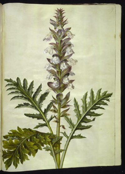 Acanthus hungaricus (Ungarische Akanthus) von Hans Simon Holtzbecker