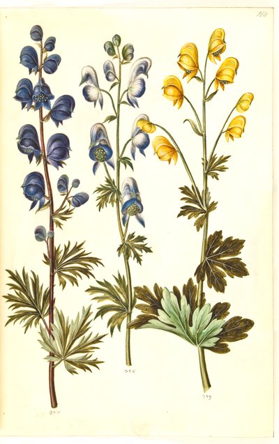 Aconitum napellus (?) (Echter Sturmhut); Aconitum variegatum, evtl. Aconitum ×cammarum (?) (Bunter Sturmhut, evtl. Garten-Sturmhut); Aconitum anthora (Feinblättriger Sturmhut) von Hans Simon Holtzbecker