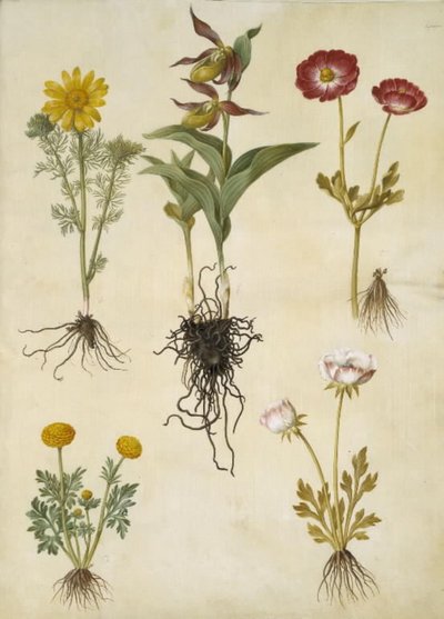 Adonis vernalis (Frühlings-Adonis); Cypripedium calceolus (Großer Frauenschuh); Ranunculus asiaticus (Garten-Ranunkel); Ranunculus (Art der Ranunkel) von Hans Simon Holtzbecker