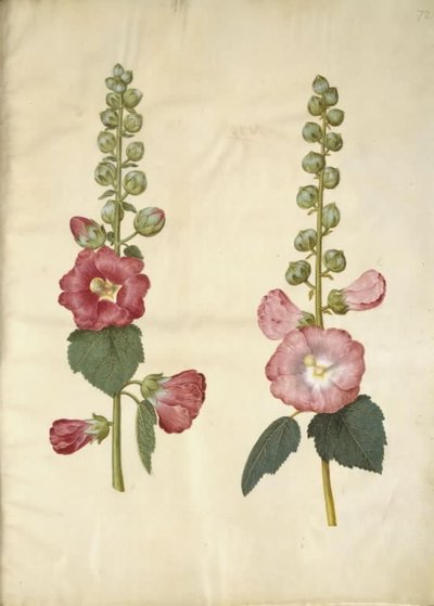 Alcea rosea (Stockrose) von Hans Simon Holtzbecker