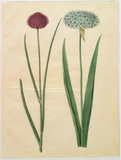 Allium sphaerocephalon (Mittelmeer-Zierlauch); Allium nigrum (Schwarzer Lauch) von Hans Simon Holtzbecker