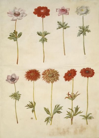 Anemone coronaria (Französische Anemone); Anemone ×fulgens (Glänzende Anemone) von Hans Simon Holtzbecker