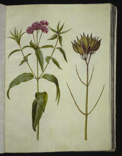 Asclepias incarnata (Rosen-Seidenpflanze) von Hans Simon Holtzbecker