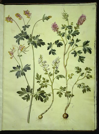 Capnoides sempervirens (Harlekinurt); Corydalis solida (Langstielige Lerchensporn) von Hans Simon Holtzbecker