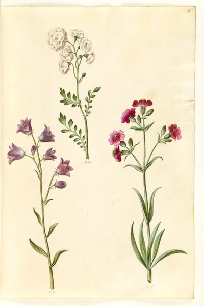 Wiesenschaumkraut; Rundblättrige Glockenblume (?); Taubenkropf-Leimkraut (?) von Hans Simon Holtzbecker