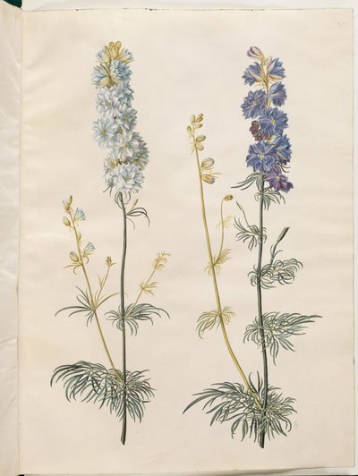 Consolida ajacis (Garten-Rittersporn) von Hans Simon Holtzbecker