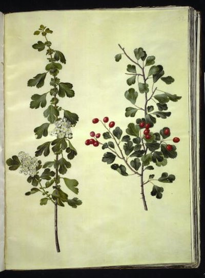 Crataegus laevigata (gewöhnlicher Weißdorn) von Hans Simon Holtzbecker