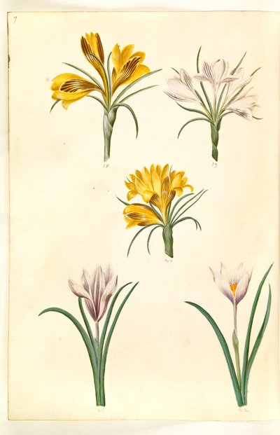 Crocus angustifolius (Balkan-Krokus); Crocus versicolor (Alpen-Krokus); Crocus vernus (?) (Frühlings-Krokus) von Hans Simon Holtzbecker