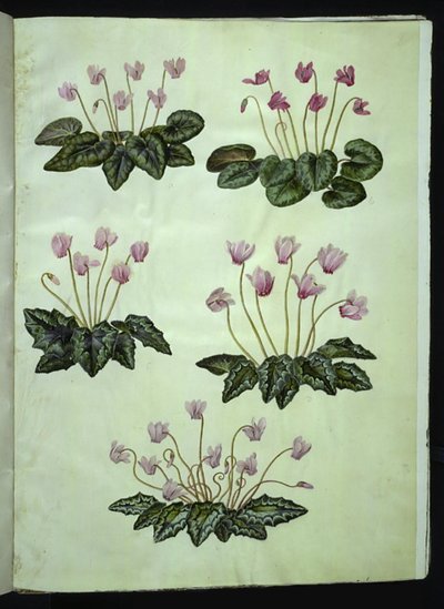 Cyclamen purpurascens (echtes Alpenveilchen); Cyclamen hederifolium (Efeublättriges Alpenveilchen) von Hans Simon Holtzbecker