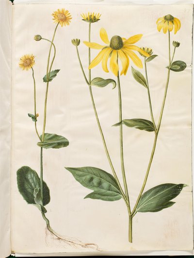 Doronicum pardalianches (Herzblatt-Gemswurz); Rudbeckia laciniata (Zerschlitzter Sonnenhut) von Hans Simon Holtzbecker