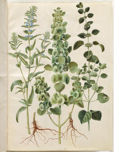 Dracocephalum moldavica (moldawisches Drachenhaupt); Moluccella spinosa (dornige Glockenblume); Melissa officinalis (Zitronenmelisse) von Hans Simon Holtzbecker
