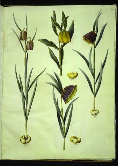 Schachbrettblume; Goldene Schachbrettblume oder Röhren-Schachbrettblume & Moggridgei; Berg-Schachbrettblume von Hans Simon Holtzbecker