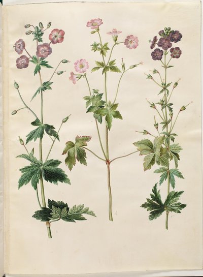 Geranium phaeum (Wellenkronen-Storchschnabel); Geranium versicolor (Netz-Storchschnabel) von Hans Simon Holtzbecker