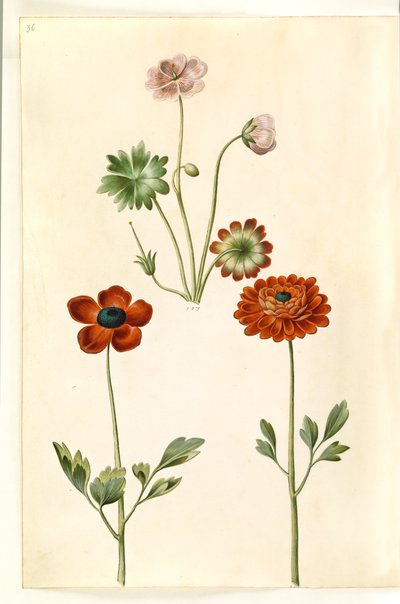 Geranium sanguineum striatum (gestreifter Storchschnabel); Ranunculus asiaticus (Garten-Ranunkel) von Hans Simon Holtzbecker