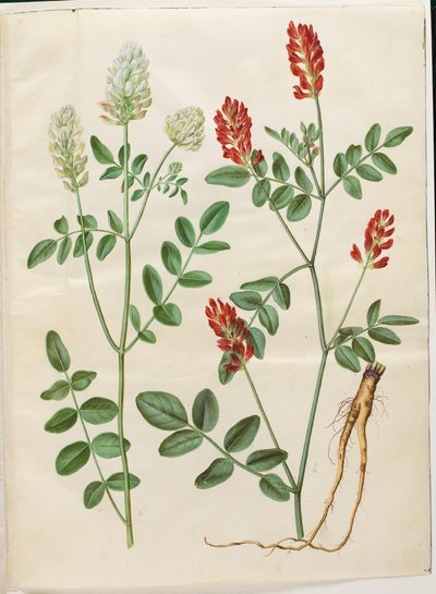Hedysarum coronarium (Roter Hahnenklee) von Hans Simon Holtzbecker
