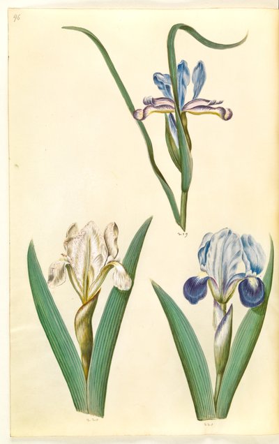 Iris graminea (Grasblättrige Iris); Iris lutescens oder Iris pumila (?) (Zwerg-Iris oder niedrige Iris) von Hans Simon Holtzbecker