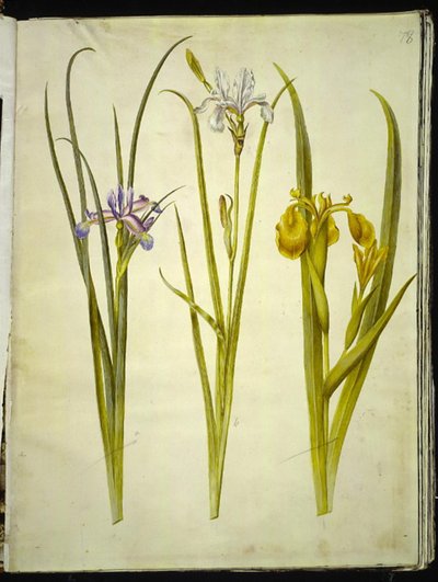 Iris graminea (Grasblatt-Iris); Iris sibirica (Sibirische Iris); Iris pseudacorus (Gelbe Iris) von Hans Simon Holtzbecker