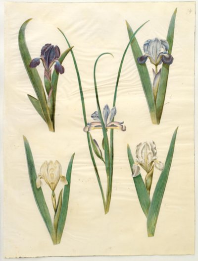 Iris pumila (Zwerg-Schwertlilie) oder Iris lutescens (Zwerg-Schwertlilie); Iris graminea (Grasblättrige Schwertlilie) von Hans Simon Holtzbecker