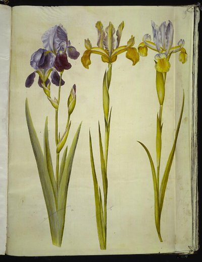 Iris ×sambucina (Holunder-Iris); Iris latifolia (Englische Iris) von Hans Simon Holtzbecker