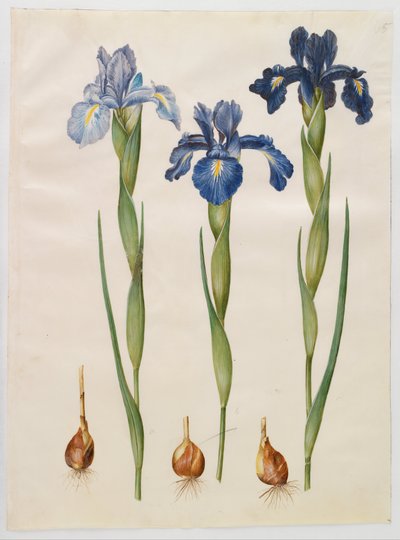 Iris xiphioides von Hans Simon Holtzbecker