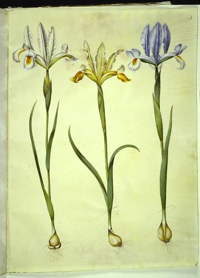 Iris xiphium (spanische Iris) oder Iris latifolia (englische Iris); Iris xiphium (spanische Iris) von Hans Simon Holtzbecker