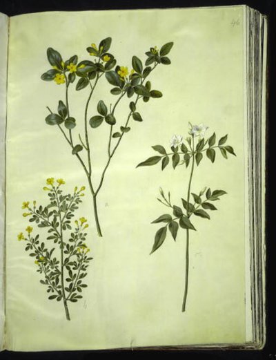 Jasminum odoratissimum (Zimmer-Jasmin); Jasminum fruticans (Busch-Jasmin); Jasminum grandiflorum (Duft-Jasmin) von Hans Simon Holtzbecker