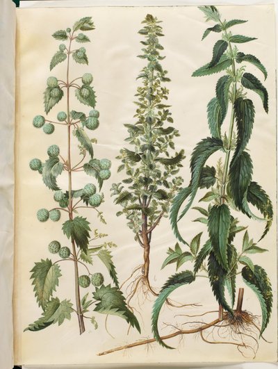 Urtica pilulifera (römische Brennnessel); Urtica urens (kleine Brennnessel); Urtica dioica (große Brennnessel) von Hans Simon Holtzbecker
