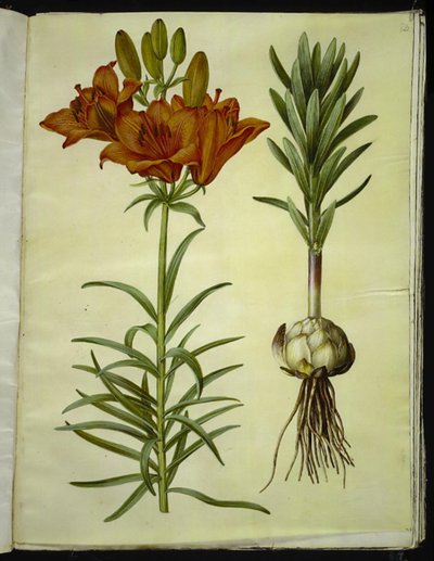 Lilium bulbiferum (Feuer-Lilie) von Hans Simon Holtzbecker