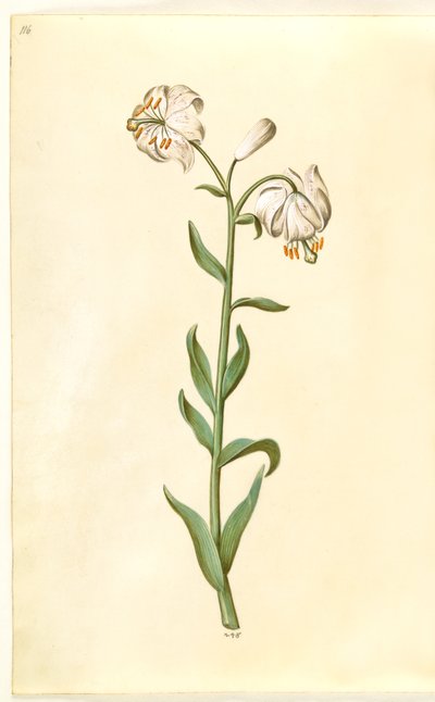 Lilium martagon (Türkenbundlilie) von Hans Simon Holtzbecker