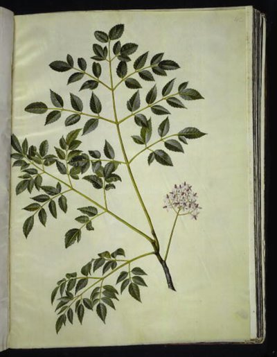 Melia azedarach (Paternosterbaum) von Hans Simon Holtzbecker