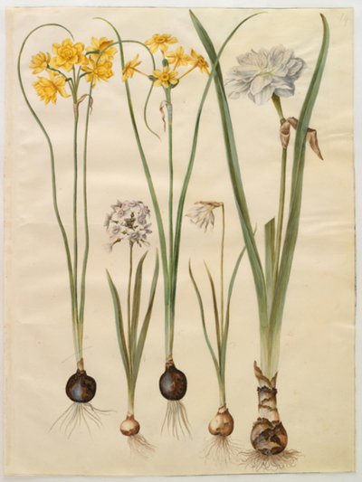 Narcissus jonquilla (Siv-Narzisse); Narcissus tazetta (Tazette); Narcissus pseudonarcissus moschatus (Moschus-Narzisse); Narcissus poeticus (Dichter-Narzisse) von Hans Simon Holtzbecker